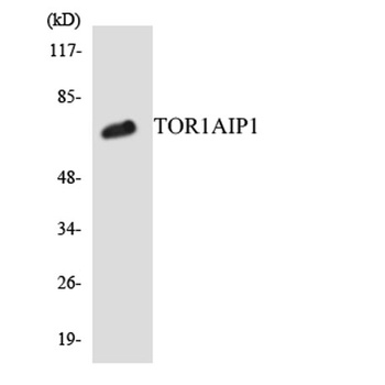 LAP1B rabbit pAb Antibody