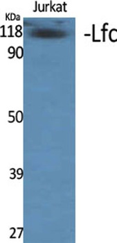 Lfc rabbit pAb Antibody