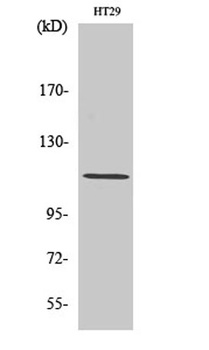 Lfc rabbit pAb Antibody