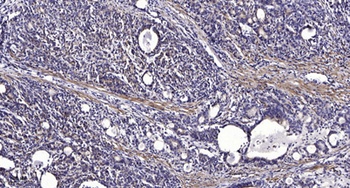 Lfc rabbit pAb Antibody
