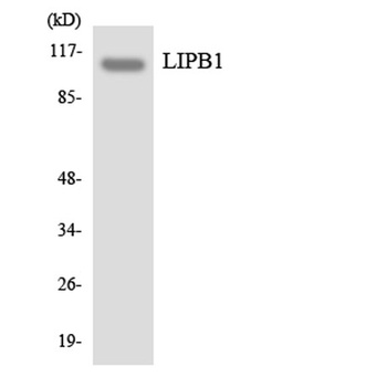 Liprin β1 rabbit pAb Antibody
