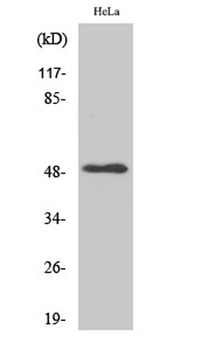 LTβR rabbit pAb Antibody