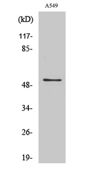 mAChR M4 rabbit pAb Antibody