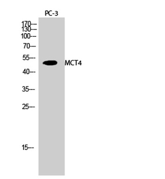 MCT4 rabbit pAb Antibody