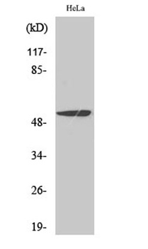 MEF-2 rabbit pAb Antibody