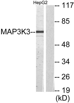 MEK Kinase-3 rabbit pAb Antibody