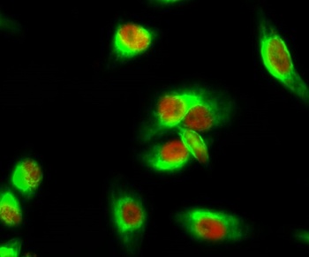 MEK-1/2 rabbit pAb Antibody