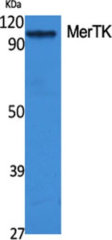 MerTK rabbit pAb Antibody