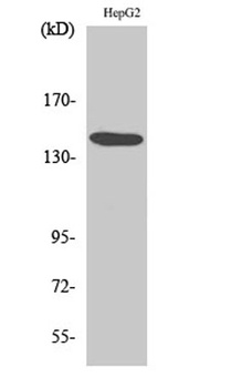 Met rabbit pAb Antibody