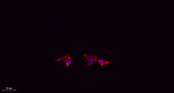 Mfn2 rabbit pAb Antibody