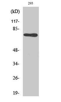 Midline-1 rabbit pAb Antibody