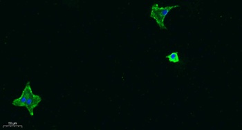 MIF rabbit pAb Antibody