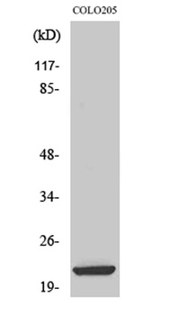 ML-IAP rabbit pAb Antibody