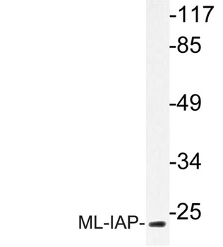 ML-IAP rabbit pAb Antibody