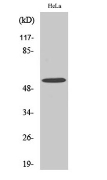 MLKL rabbit pAb Antibody