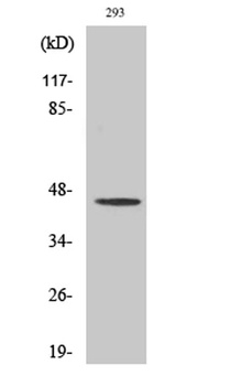 MOR-1 rabbit pAb Antibody