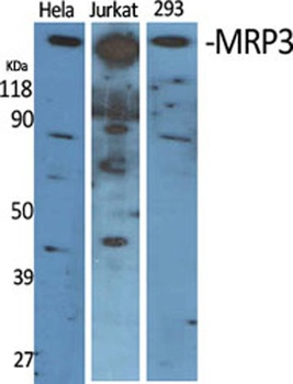 MRP3 rabbit pAb Antibody