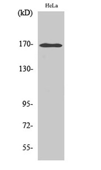 MRP3 rabbit pAb Antibody