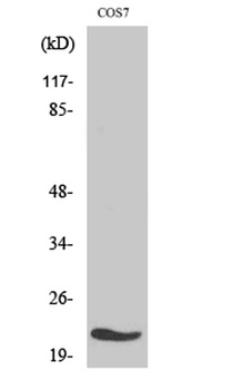 MRP-L11 rabbit pAb Antibody