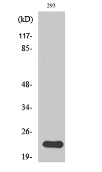 N/H/K-Ras rabbit pAb Antibody