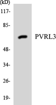 Nectin 3 rabbit pAb Antibody
