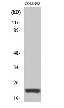 NEEP21 rabbit pAb Antibody