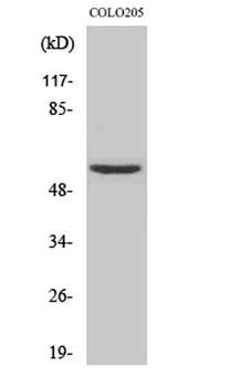 Neuroglycan C rabbit pAb Antibody