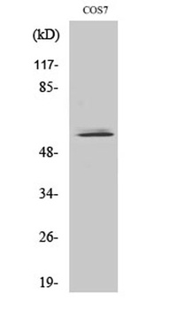 NIPA rabbit pAb Antibody