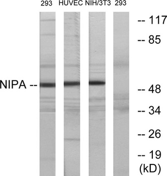 NIPA rabbit pAb Antibody