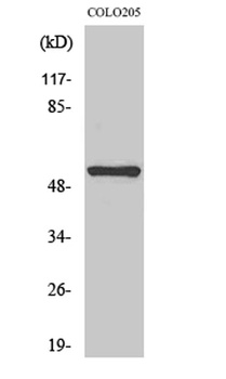 NK-3R rabbit pAb Antibody
