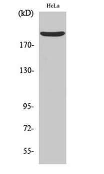 Nogo A rabbit pAb Antibody
