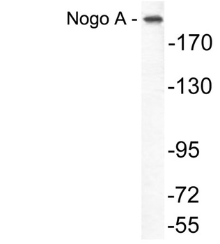 Nogo A rabbit pAb Antibody