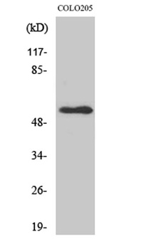 NPY5-R rabbit pAb Antibody