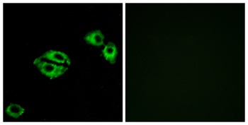 NPY5-R rabbit pAb Antibody