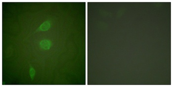 NY-CO-9 rabbit pAb Antibody