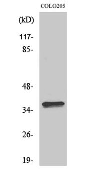 Olfactory receptor 4A15 rabbit pAb Antibody