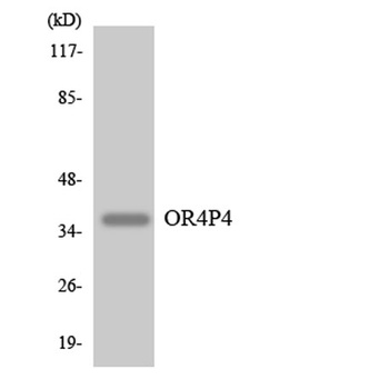 Olfactory receptor 4P4 rabbit pAb Antibody