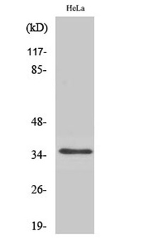Olfactory receptor 52A1 rabbit pAb Antibody