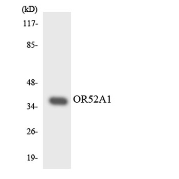 Olfactory receptor 52A1 rabbit pAb Antibody