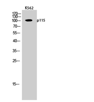 p115 rabbit pAb Antibody