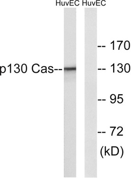 p130 Cas rabbit pAb Antibody