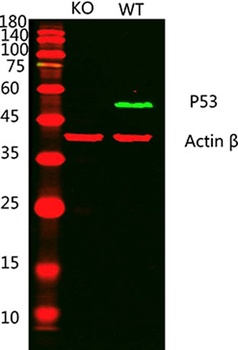 p53 Rabbit pAb Antibody