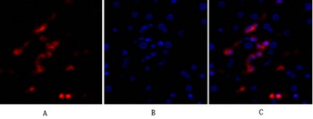 p53 Rabbit pAb Antibody