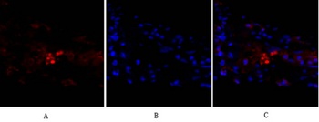 p53 Rabbit pAb Antibody