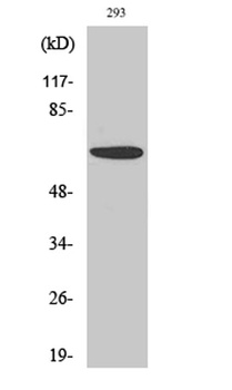 PAKα rabbit pAb Antibody