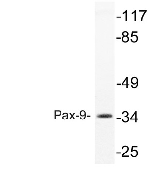 Pax-9 rabbit pAb Antibody