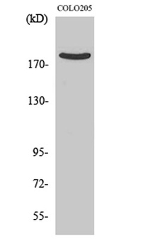PDZ-RhoGEF rabbit pAb Antibody