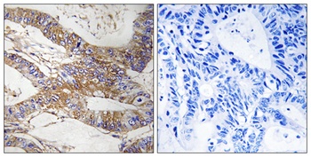PI-9 rabbit pAb Antibody