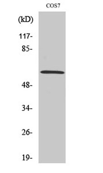 PIASx rabbit pAb Antibody