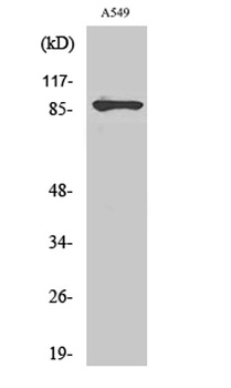 PML rabbit pAb Antibody